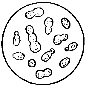 1.5.5 生物法制漿